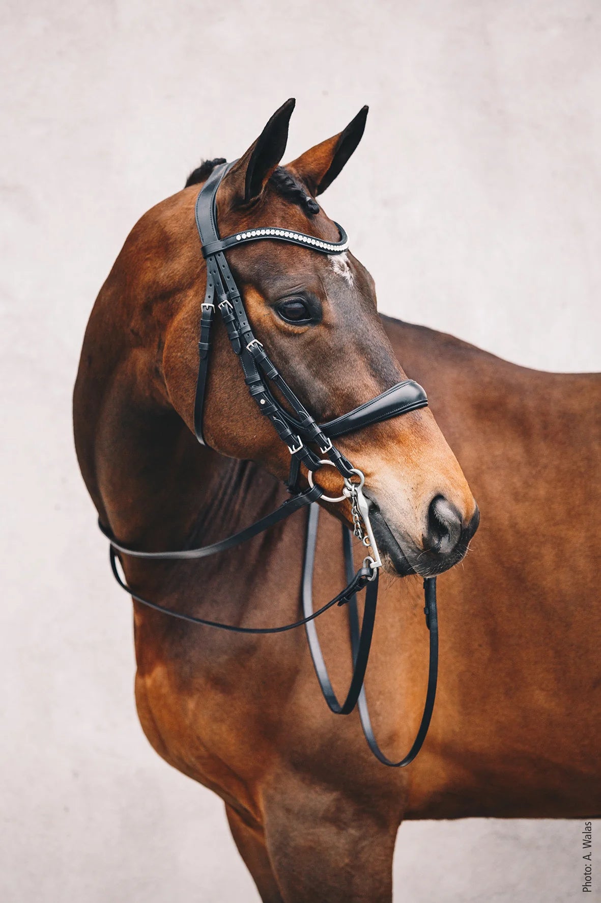 SCHOCKEMÖHLE SPORTS DOUBLE BRIDLE REINS