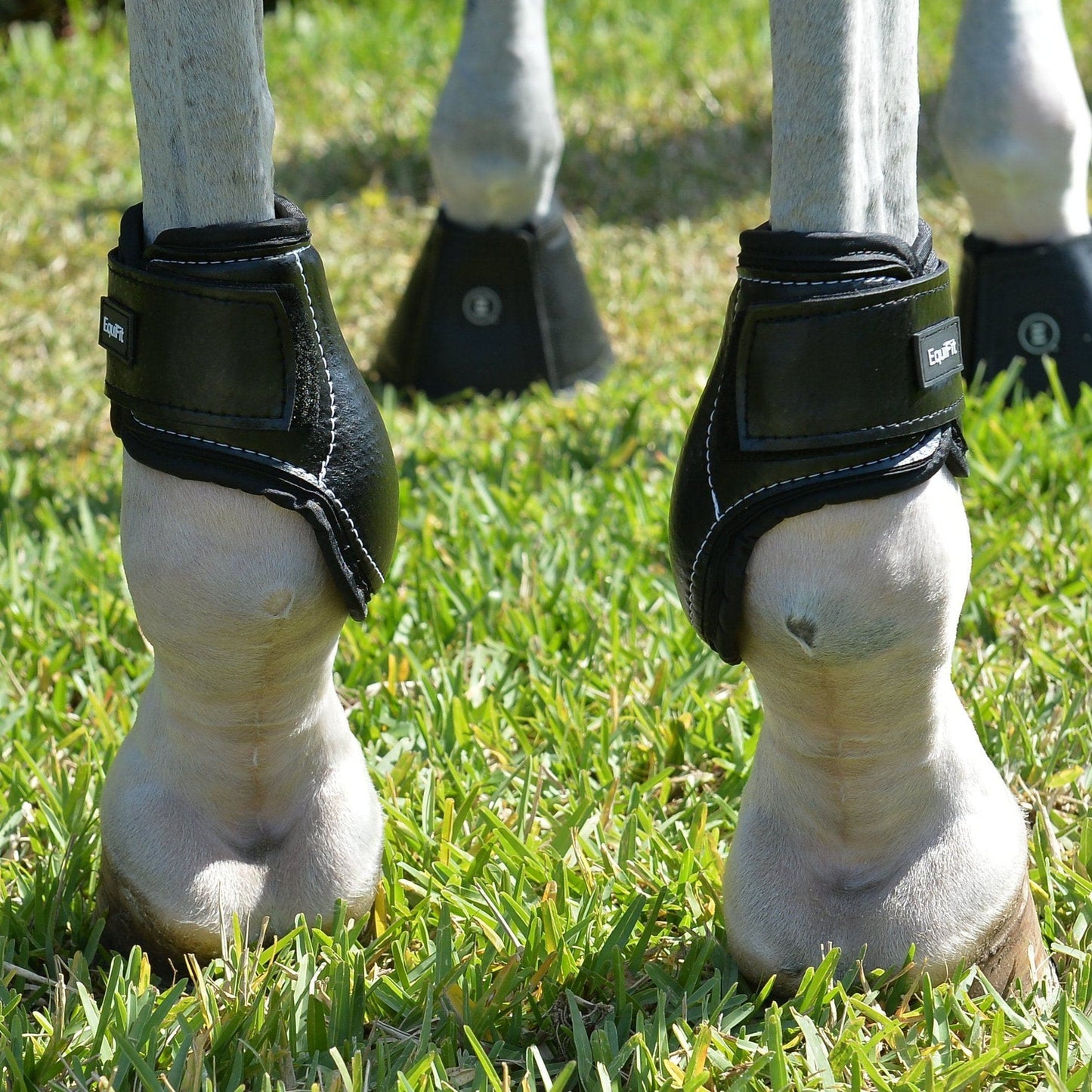 EQUIFIT YOUNG HORSE HIND BOOT WITH IMPACTEQ® LINER